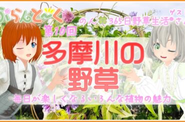 【植物トークコラボ】のんさんと楽しむ多摩川の野草！【第十回】