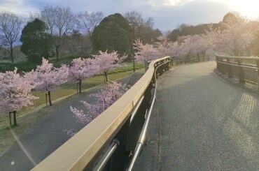 2024 馬見丘陵公園　河津桜　奈良県特別史跡　巣山古墳　その1