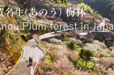 2万本が咲く賀名生(あのう) 梅林【一度は行きたい絶景】（奈良）　Anou Plum Forest - Spectacular view of Japan