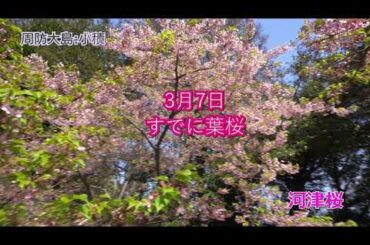 周防大島：小積の河津桜（すでに葉桜）