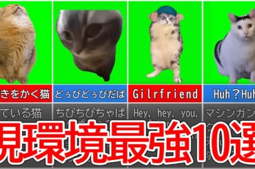 【猫ミーム】最新版最強猫ランキングTOP10 #猫ミーム #猫マニ