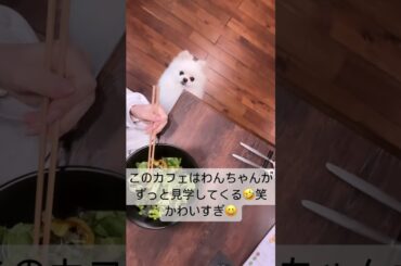 元NGT48 加藤美南 わんちゃんがずっと見てくる🐶
