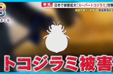 【解説】日本で被害拡大「スーパートコジラミ」対策は？相談件数が倍増…殺虫剤効かない【めざまし８ニュース】