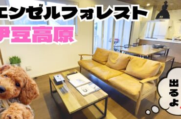 【犬と泊まれる】エンゼルフォレスト伊豆高原が予想以上に快適だった！　【トイプードルのわらび】