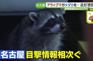 住宅街にあるメダカ販売店で400匹が一夜で消える　“犯人”の正体は北米原産の特定外来生物 (24/03/13 13:52)