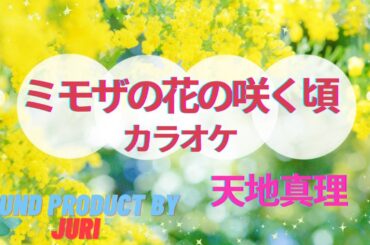 ミモザの花の咲く頃【カラオケ】 天地真理