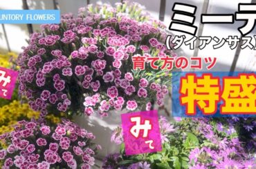 サントリーフラワーズ「ダイアンサス ミーテ」育て方　基本はもちろんオリジナルの育て方もバッチリ👍挿し芽　切り戻し　植え付け　全部載せ　絶対ミーテ