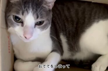 ぴったりアッシュくん