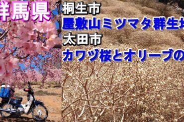 速報3月10日時点【屋敷山ミツマタ群生地】(群馬県桐生市)【カラヅ桜とオリーブの里】(群馬県太田市)2024年開花状況