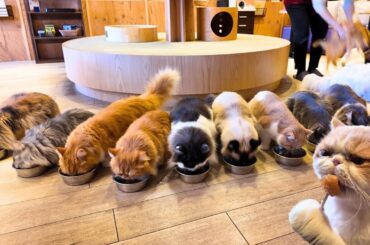 【4K】Cat Paradise Unleashed🐈Inside Japan's Top Cat Café - Play All Day🐈Cat Cafe Mocha Tokyo Ikebukuro