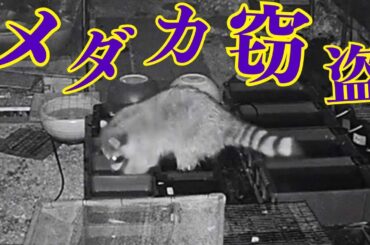 住宅街にあるメダカ販売店で400匹が一夜で消える　“犯人”の正体は北米原産の特定外来生物 (24/03/13 13:52)