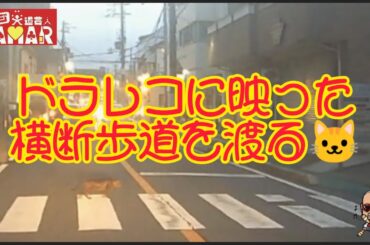 可愛い！横断歩道歩道を渡る猫ちゃん！ 【ドラレコ】