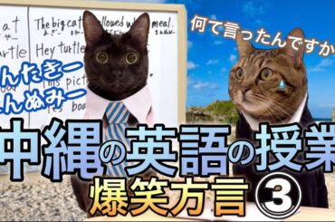 沖縄方言に困惑する東京から転校して来た猫【ハンジロウさんのコントを猫が完全再現】
