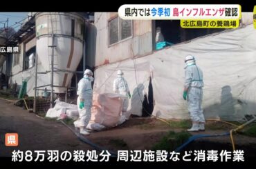 「死んだニワトリが増えている」広島県の養鶏場で鳥インフルエンザ「H5亜型」確認　 約8万羽を殺処分へ