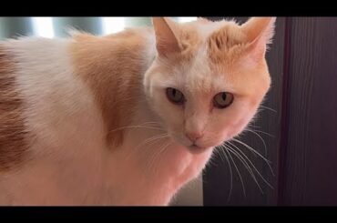 コロの散歩配信