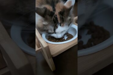 愛猫の寝方が面白すぎた笑　#shorts #cat #ねこ #猫 #マンチカン #ノルウェージャンフォレストキャット #多頭飼い