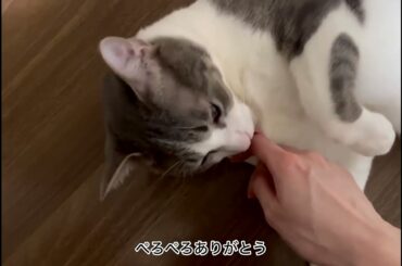 真上からアッシュくん