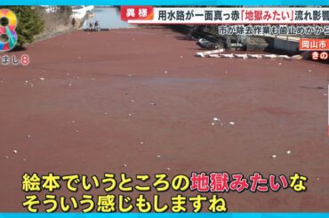 【異様】なぜ？水面が一面真っ赤に染まる「なんか地獄みたい…」赤い“物体”の正体は？【めざまし８ニュース】