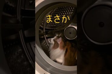お洗濯してくれる愛猫　#shorts #cat #ねこ #猫 #マンチカン #ノルウェージャンフォレストキャット #多頭飼い