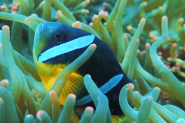 七つの海を渡る風のように 가사