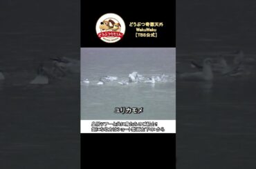 東京の中心とは思えない!?自然が溢れる皇居をご紹介【どうぶつ奇想天外／WAKUWAKU】