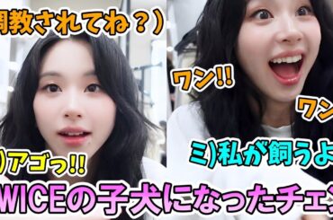 ワンコになったチェヨンを遠慮なくしつけするツウィと飼い主で即手を挙げるミナが面白すぎる