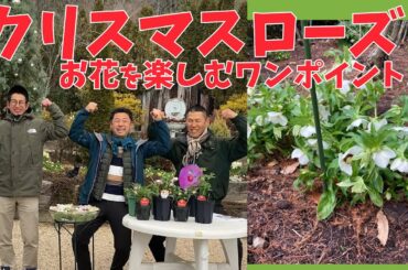 vol.137 クリスマスローズ お花を楽しむワンポイントテクニック
