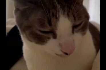 朝のアッシュくん