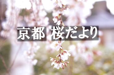 京都の桜🌸2024年3月27日、市内の開花の様子をみてきました！