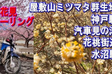 速報3月22日【屋敷山ミツマタ群生地】【神戸駅の花桃】【小夜戸・大畑花桃街道】【水沼駅】【汽車見の滝】2024年三境林道のミツマタ＆わたらせ渓谷鐡道沿い、桜、花桃の開花状況を見に行くお花見ツーリング