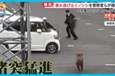【騒然】｢大きめです！｣暴れ逃げるイノシシを警察官ら捕獲作戦 女性襲われケガ【めざまし８ニュース】