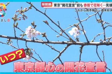 【待てない】いつ？桜開花宣言 都内の桜名所を総力取材 どこのソメイヨシノが花開く？【めざまし８ニュース】
