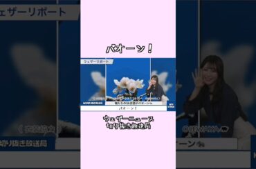 【魚住茉由】安定のパオーン！ #ウェザーニュース #魚住茉由