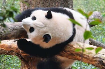 HeHua's happy adventure at the backyard, so clumsy yet so cute😂