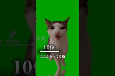 猫ミーム最強ランキング