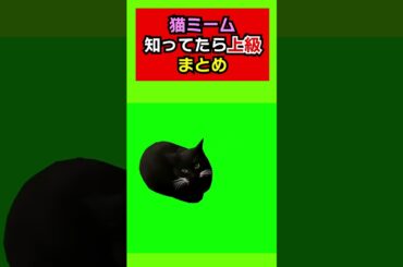 これ知ってたら上級者！人気の猫ミームこのmeme見たことある？