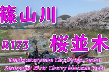 2024年桜を見に行く【篠山川桜並木】兵庫県丹波篠山市 / 2024年開花情報 / 花見 / 国道173号線 / 篠山チルドレンズミュージアム / 岩井山古墳群