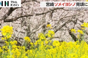 各地夏日にサクラ開花進む　山梨で最高27.8度