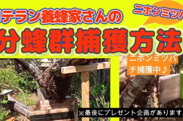 【趣味のニホンミツバチ養蜂】養蜂歴10年のベテラン蜂友さんの分蜂群捕獲方法。結局、こうなのね！？