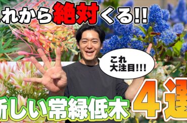 【初心者にもオススメ】新しいお庭には新しい常緑低木を！これから注目されそうな常緑低木をチェック！