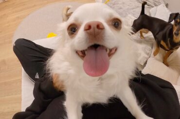 実家犬との再開の瞬間が可愛すぎる！