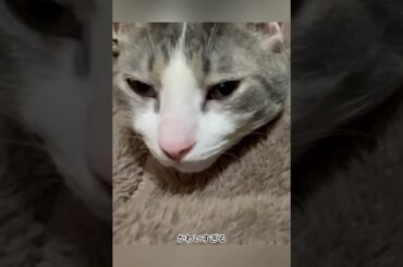 服の中のアッシュくん