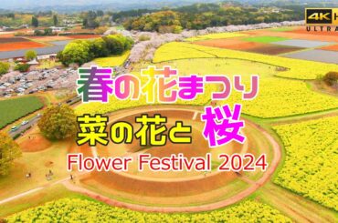 ドローン 空撮 🚀 SAKURA JAPAN 2024 🌸花まつり🌼菜の花と桜のコラボレーション 宮崎県西都市