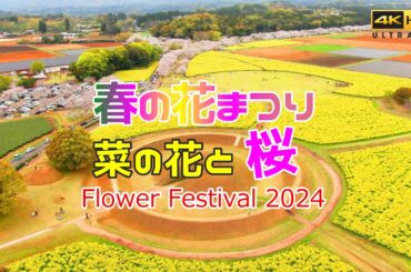 ドローン 空撮 🚀 SAKURA JAPAN 2024 🌸花まつり🌼菜の花と桜のコラボレーション 宮崎県西都市