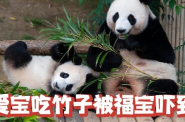 爱宝吃竹子被福宝吓到，转身一个眼神杀，福宝便乖乖认错【追娱秀场】