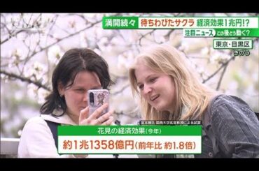 サクラ満開 続々と「経済効果1兆円超」　訪日客も魅了する“コラボ桜”【サンデーLIVE!!】(2024年4月7日)