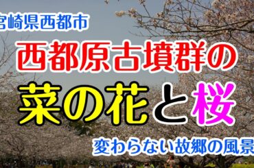 【宮崎散歩】西都原古墳群　菜の花と桜　宮崎県西都市　宮崎観光　散歩　イベント