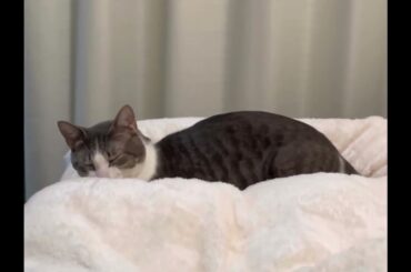 すみっこアッシュくん