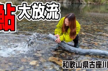 鮎シーズン間近！友釣りメッカの古座川に大量の稚鮎が放流されました（和歌山県古座川町）