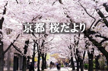 京都の桜🌸2024年満開のソメイヨシノをめぐってきました🌸#cherryblossom#sakura#Kyoto